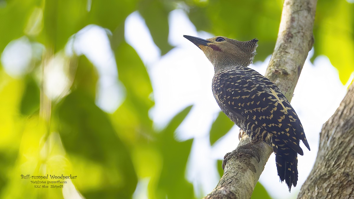 Buff-rumped Woodpecker - Kenneth Cheong