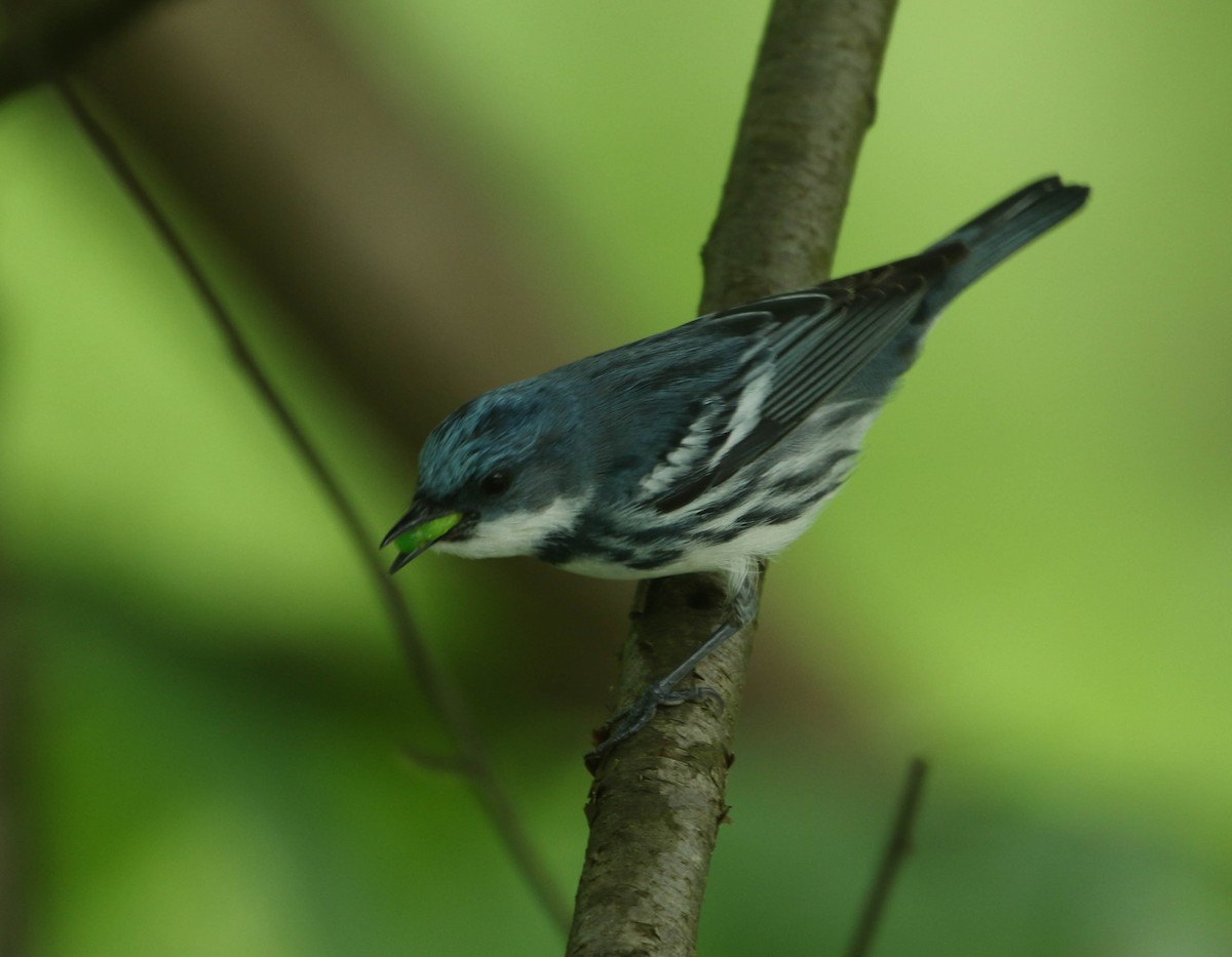 Cerulean Warbler - Roger Higbee