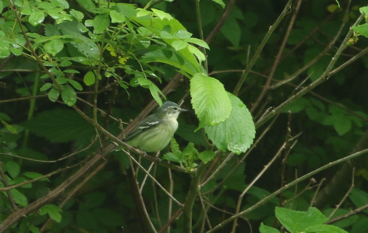 Cerulean Warbler - Roger Higbee