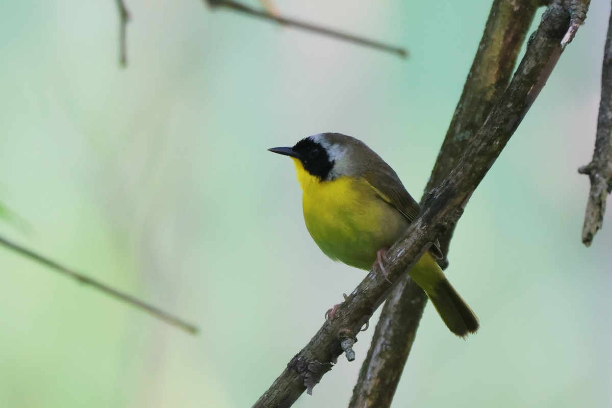 Common Yellowthroat - Andy Dettling