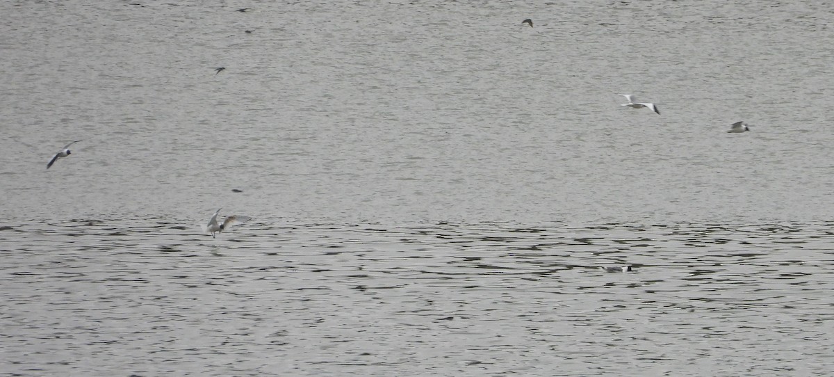 Sabine's Gull - James Telford