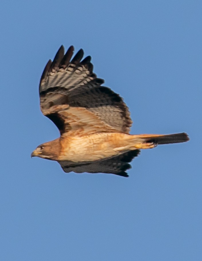 Red-tailed Hawk - Chris Tosdevin