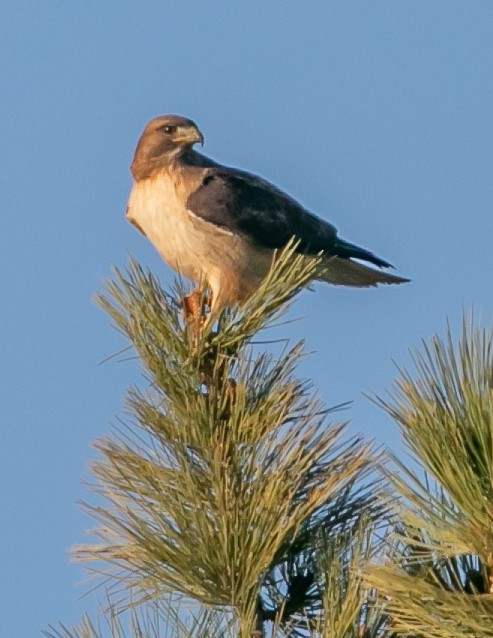 Red-tailed Hawk - Chris Tosdevin