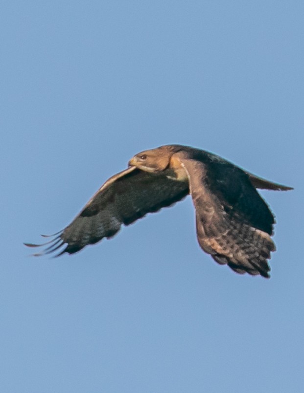 Red-tailed Hawk - Chris Tosdevin