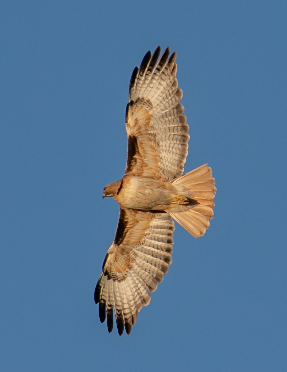 Red-tailed Hawk - Chris Tosdevin