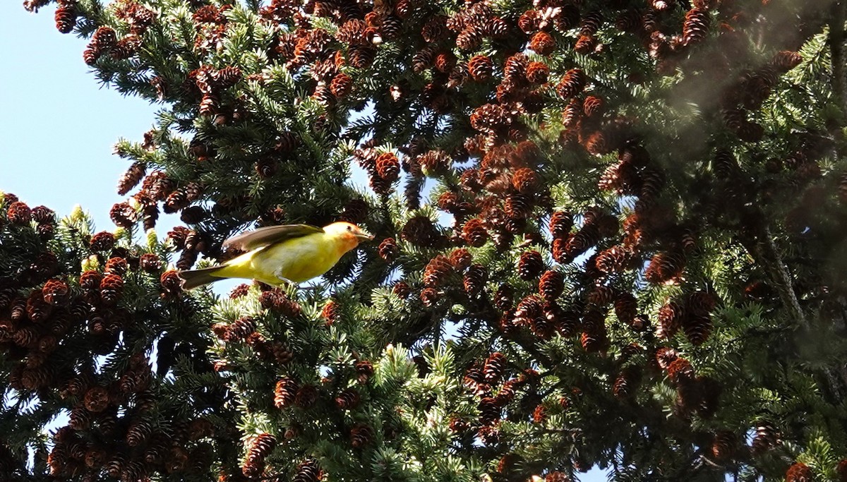 Western Tanager - Diane Stinson