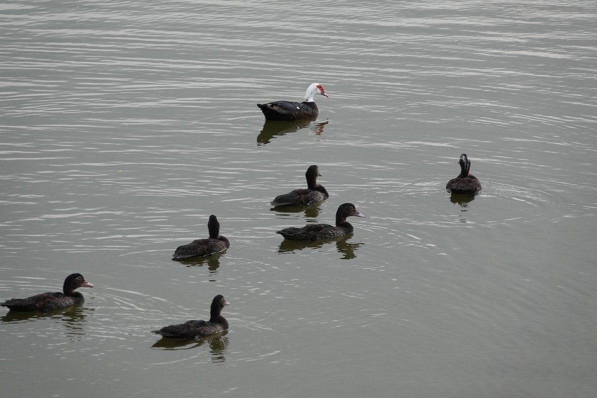 Muscovy Duck (Domestic type) - ML619428175