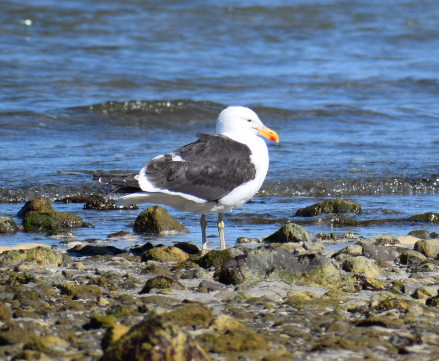 Kelp Gull - ML619428178