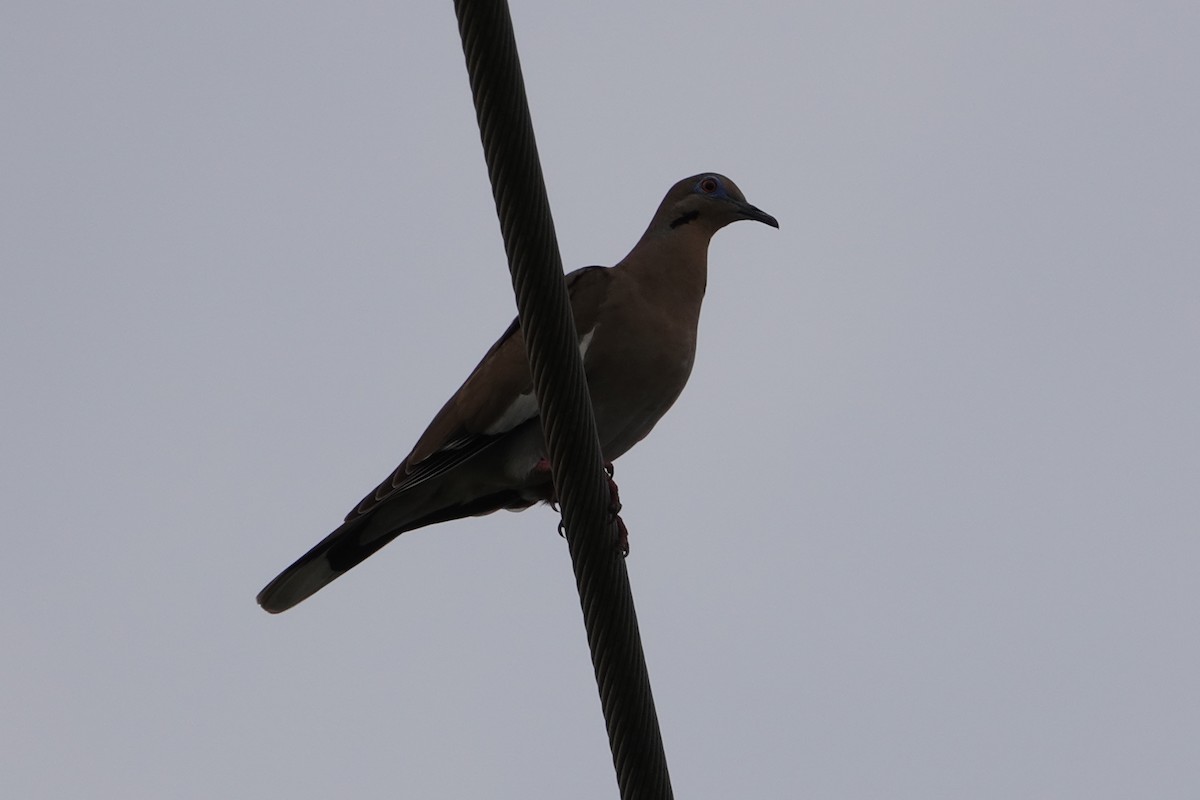 White-winged Dove - ML619428183