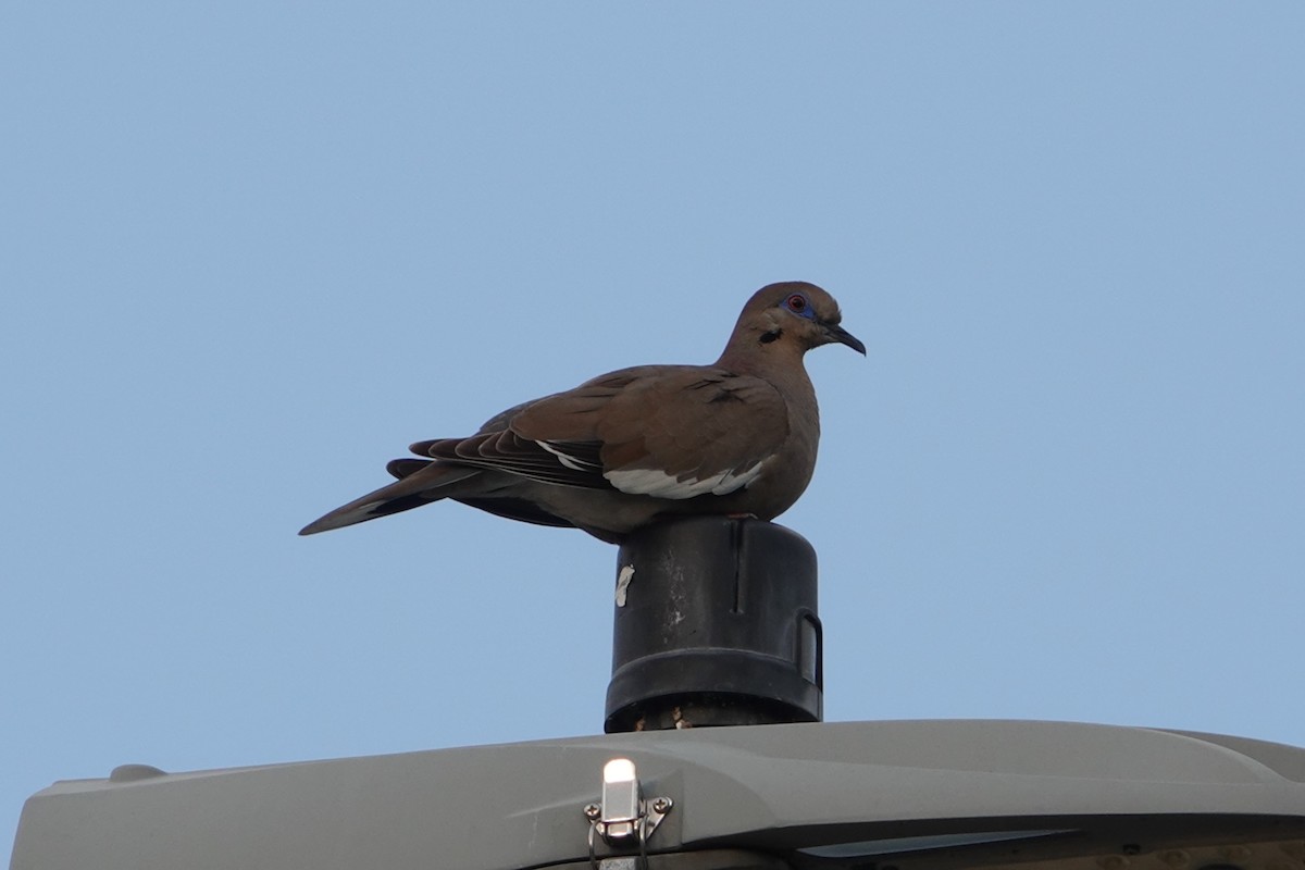 White-winged Dove - B P