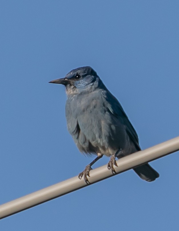 Pinyon Jay - ML619428186