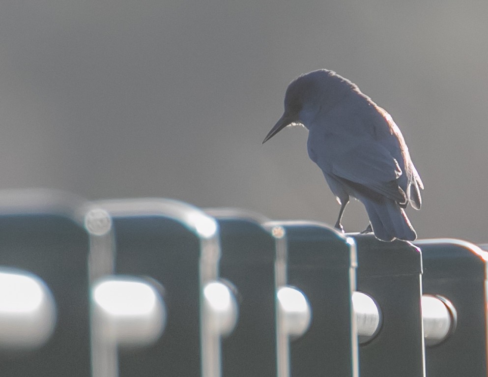 Pinyon Jay - ML619428187