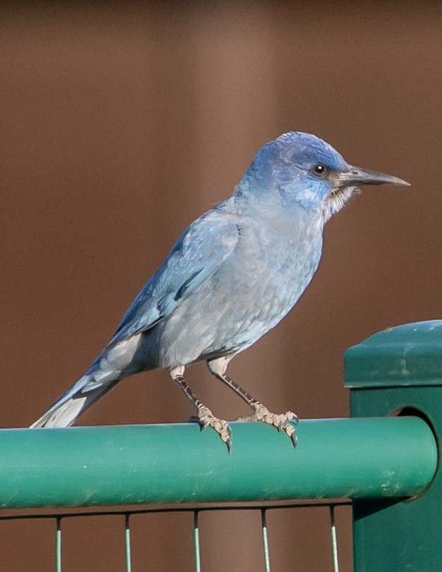 Pinyon Jay - ML619428188