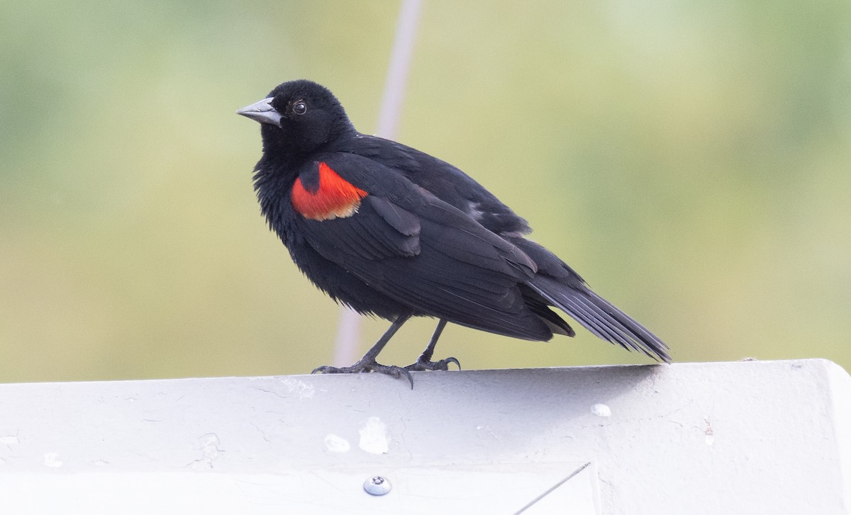 Red-winged Blackbird - David Barton