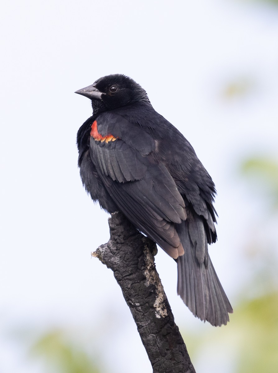 Red-winged Blackbird - David Barton