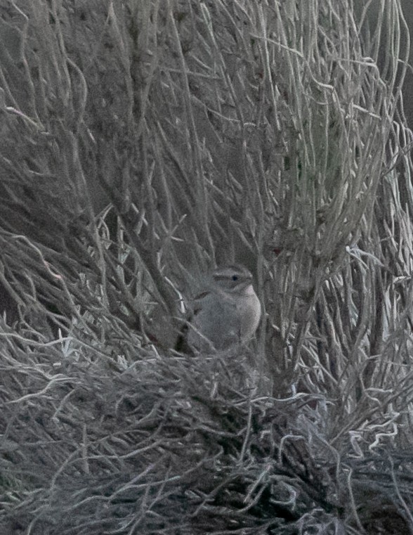 Brewer's Sparrow - Chris Tosdevin