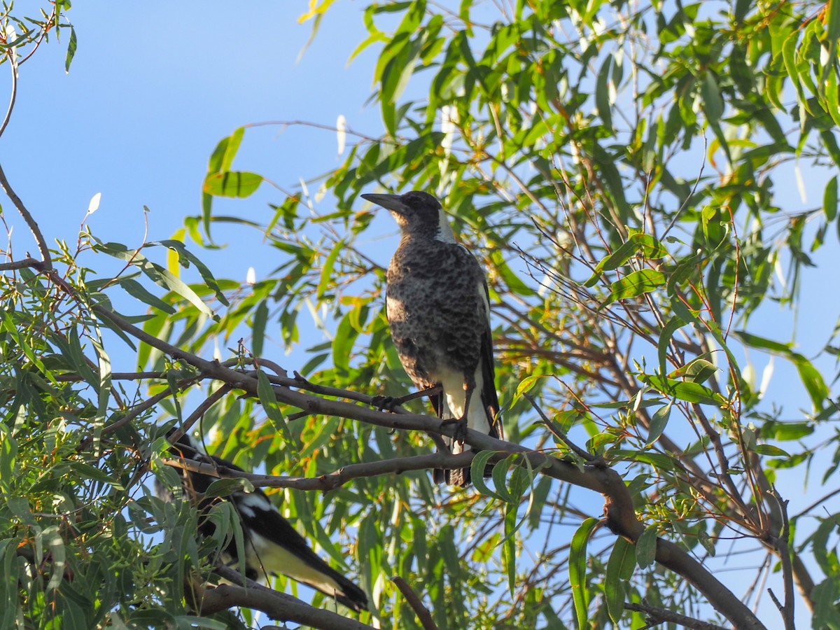 Australian Magpie - Todd Deininger