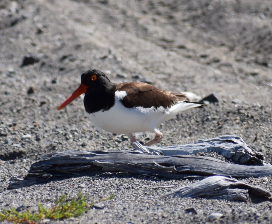 American Oystercatcher - Felipe Undurraga