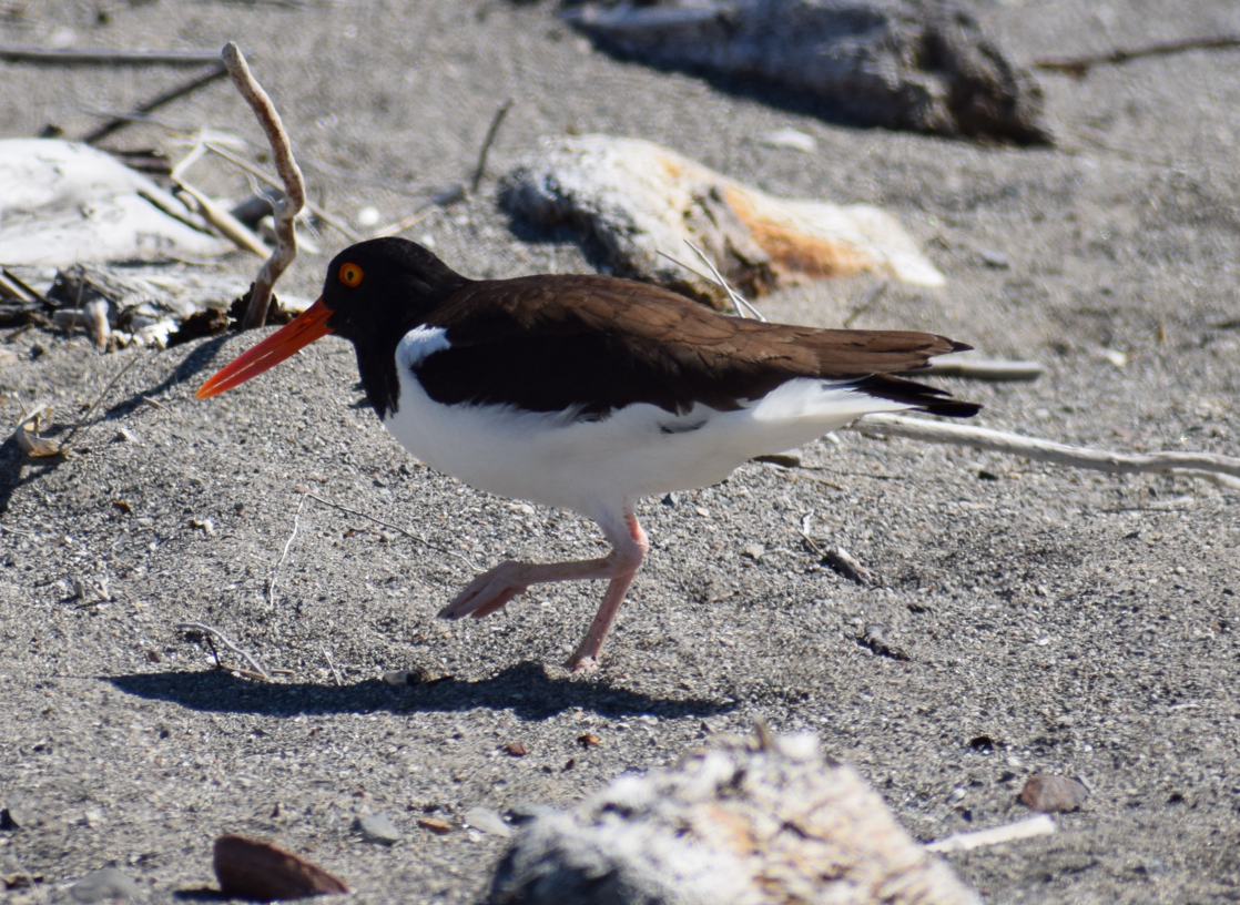 American Oystercatcher - Felipe Undurraga