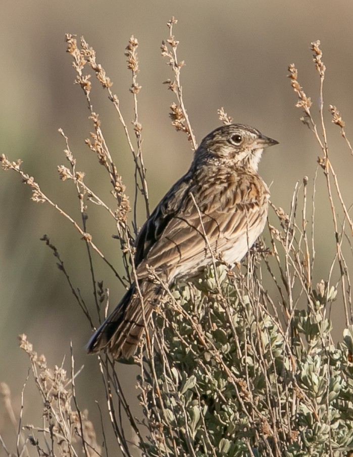 Vesper Sparrow - Chris Tosdevin