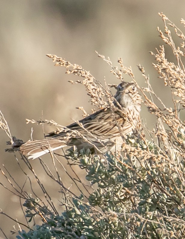 Vesper Sparrow - Chris Tosdevin