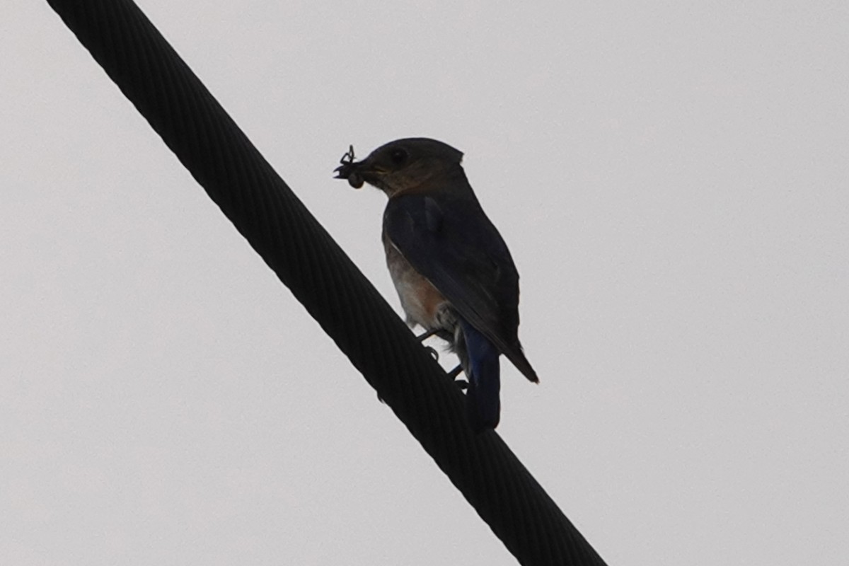 Eastern Bluebird - ML619428236