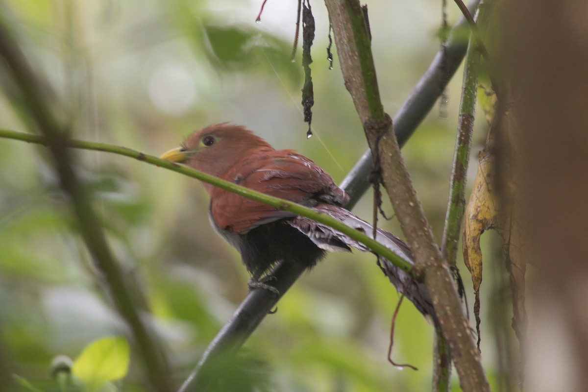 Squirrel Cuckoo - Nancy Davis