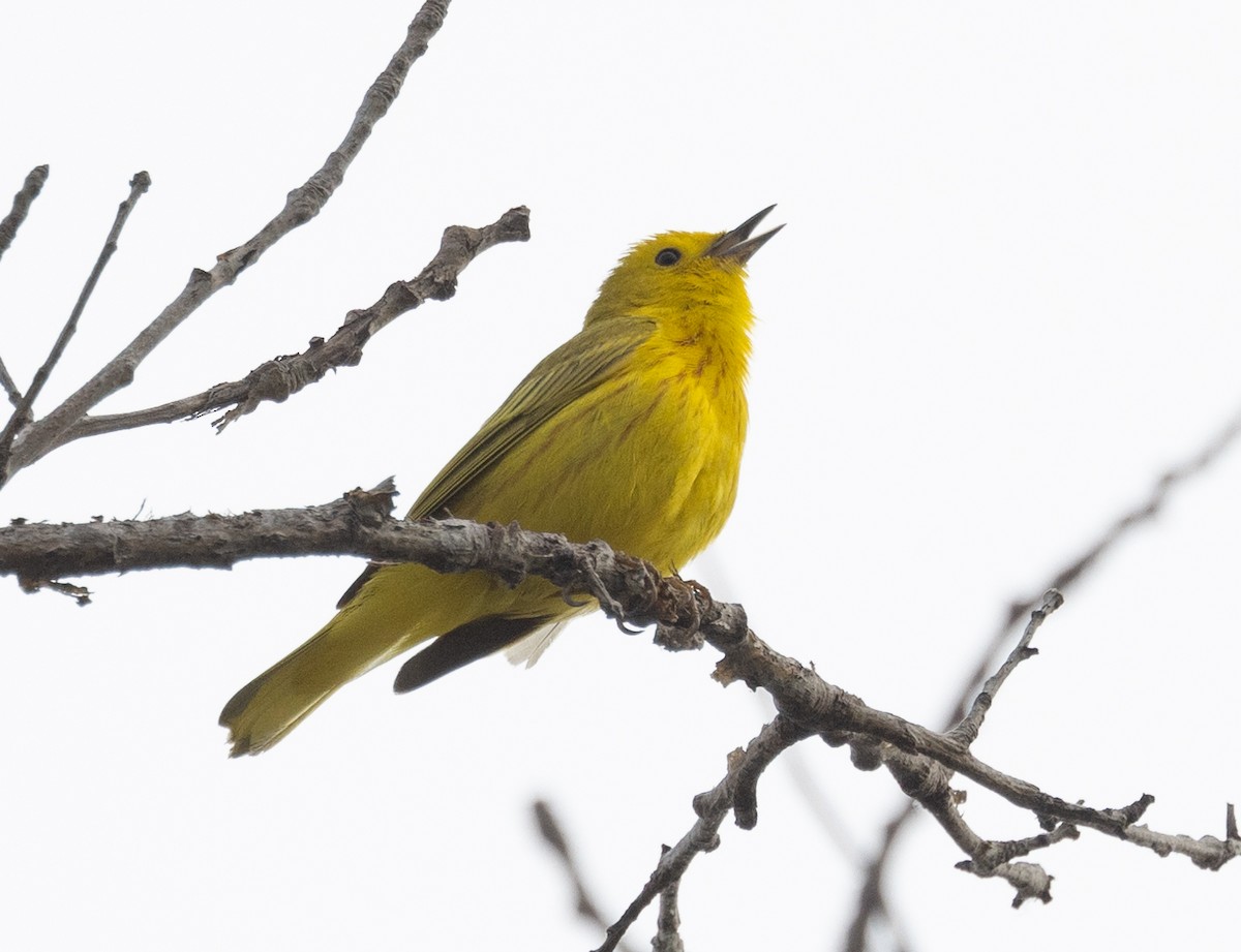 Yellow Warbler - David Barton