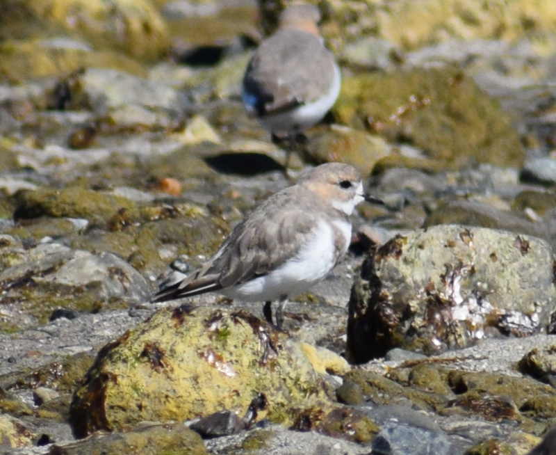 Two-banded Plover - Felipe Undurraga