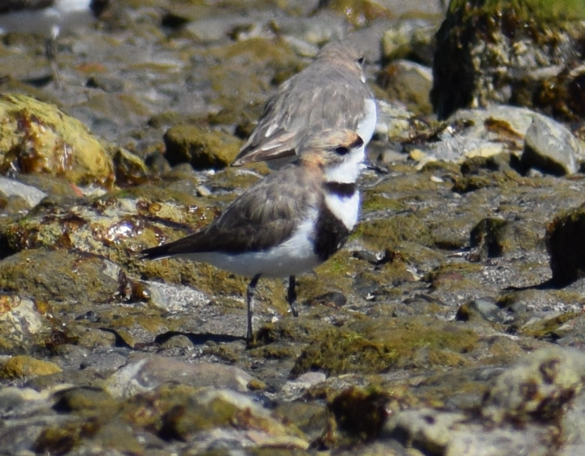 Two-banded Plover - Felipe Undurraga