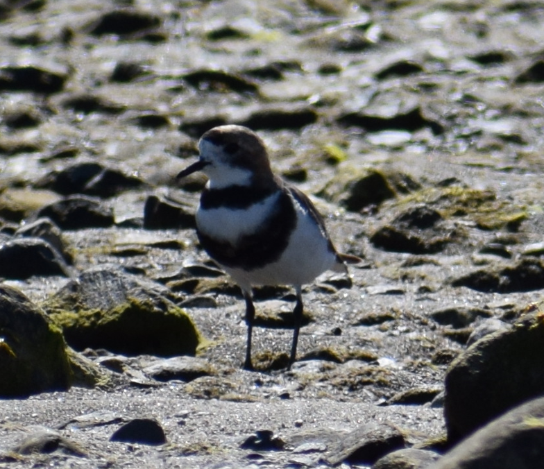 Two-banded Plover - Felipe Undurraga