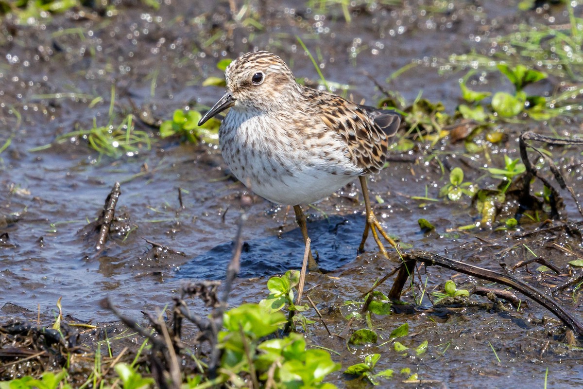 Least Sandpiper - Meghan  Hatch