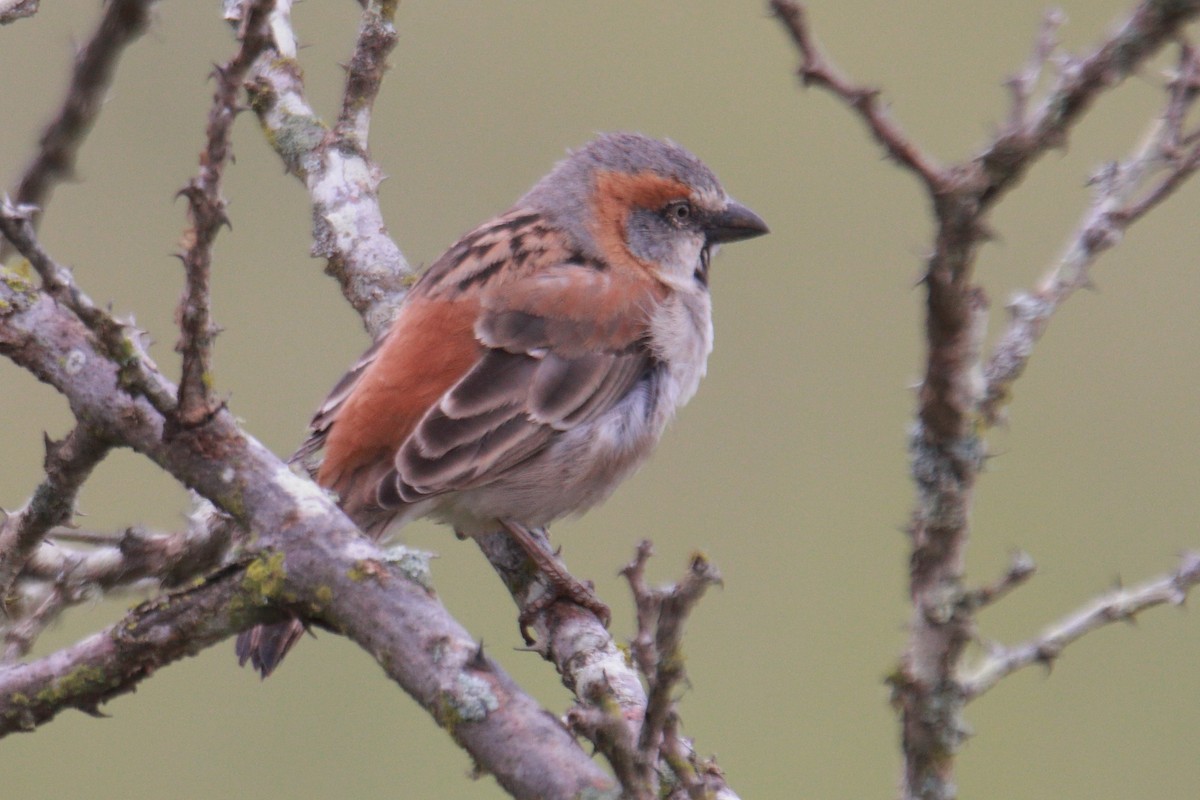 Kenya Rufous Sparrow - James Apolloh ~Freelance Tour Guide