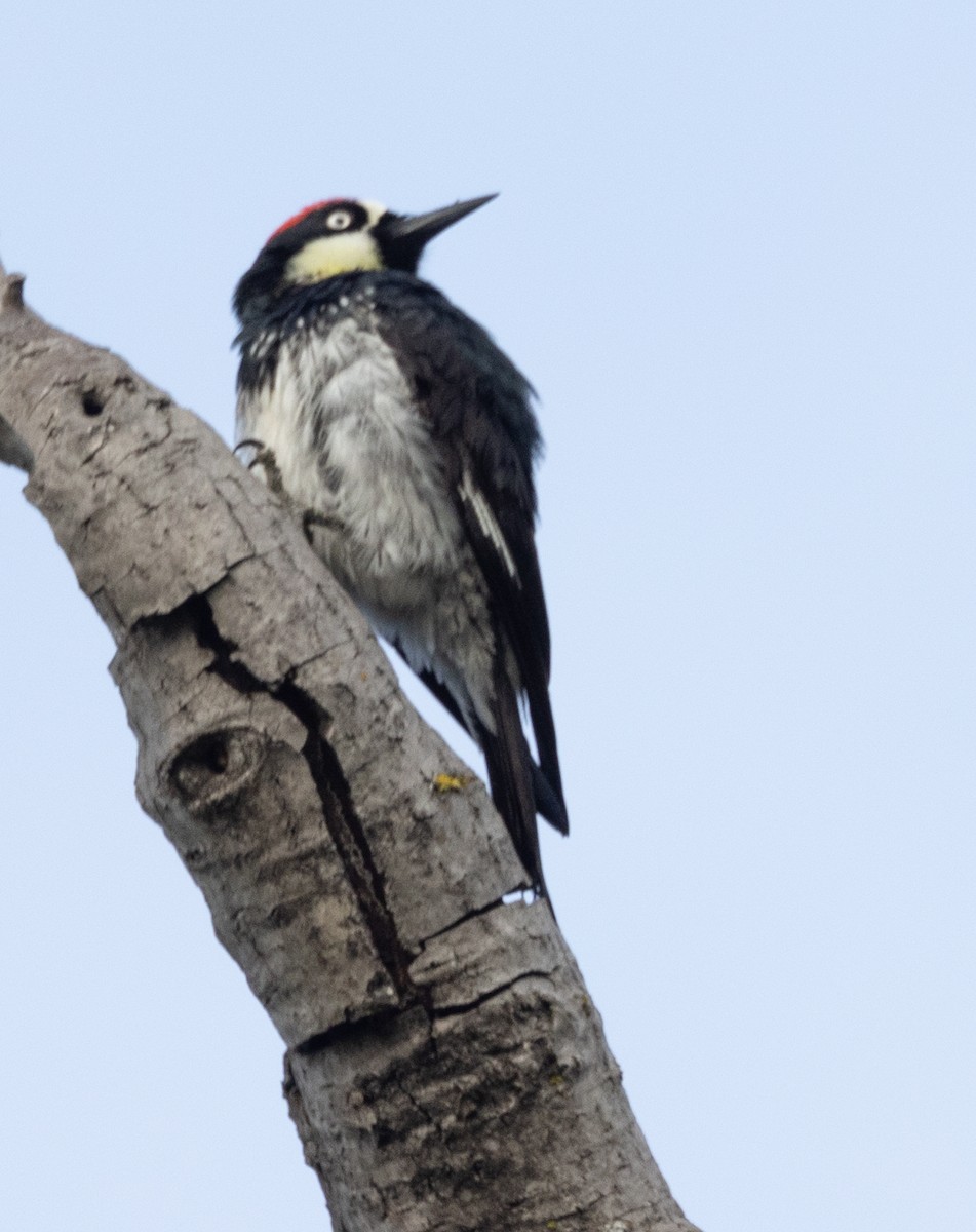 Acorn Woodpecker - David Barton