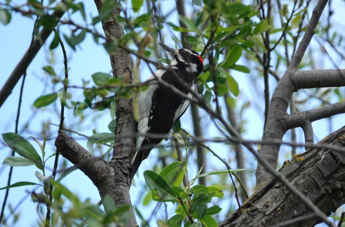 Hairy Woodpecker - Monica P