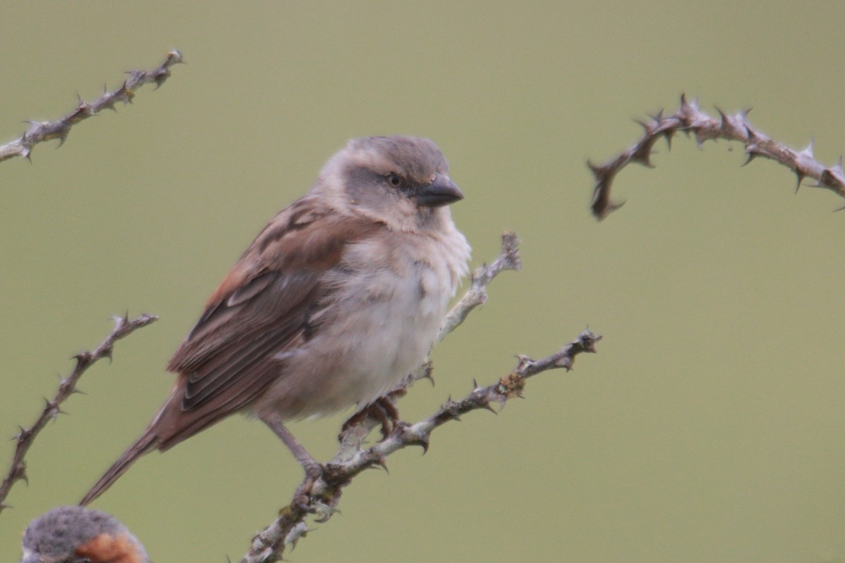 Kenya Rufous Sparrow - James Apolloh ~Freelance Tour Guide