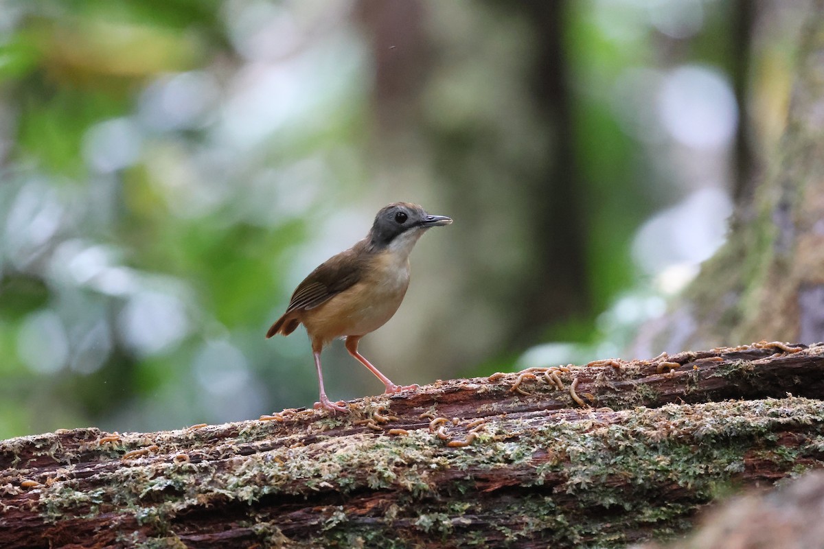 Short-tailed Babbler - Chai Thiam Lau