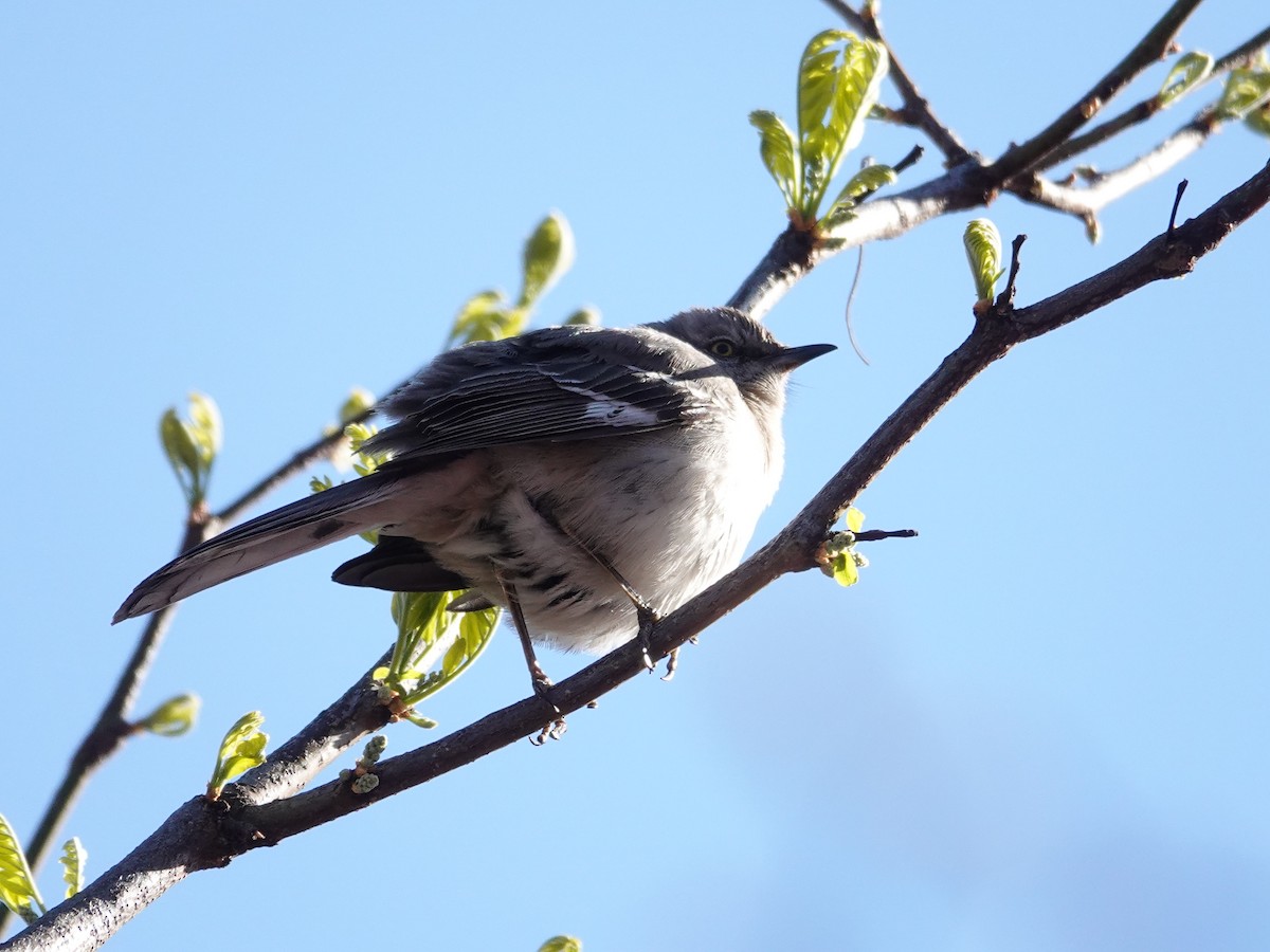 Northern Mockingbird - Claudio  Crespo