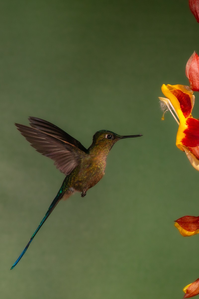 Violet-tailed Sylph - Nancy Davis