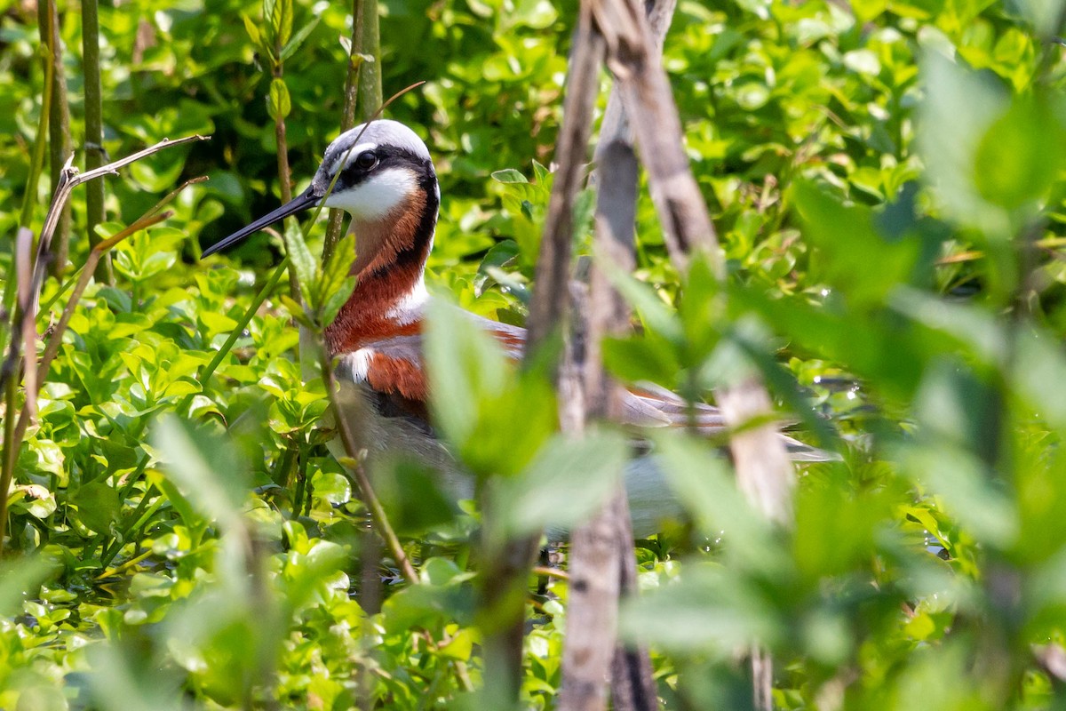 Falaropo Tricolor - ML619428287