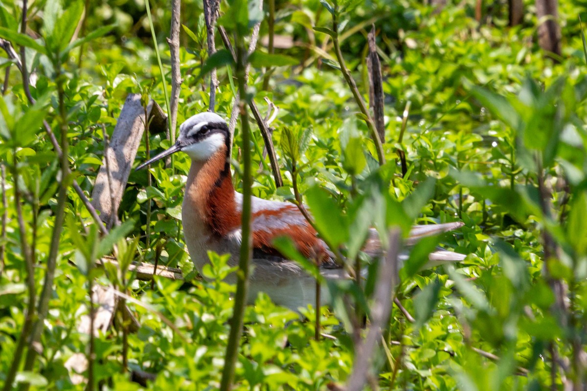 Wilson's Phalarope - Meghan  Hatch