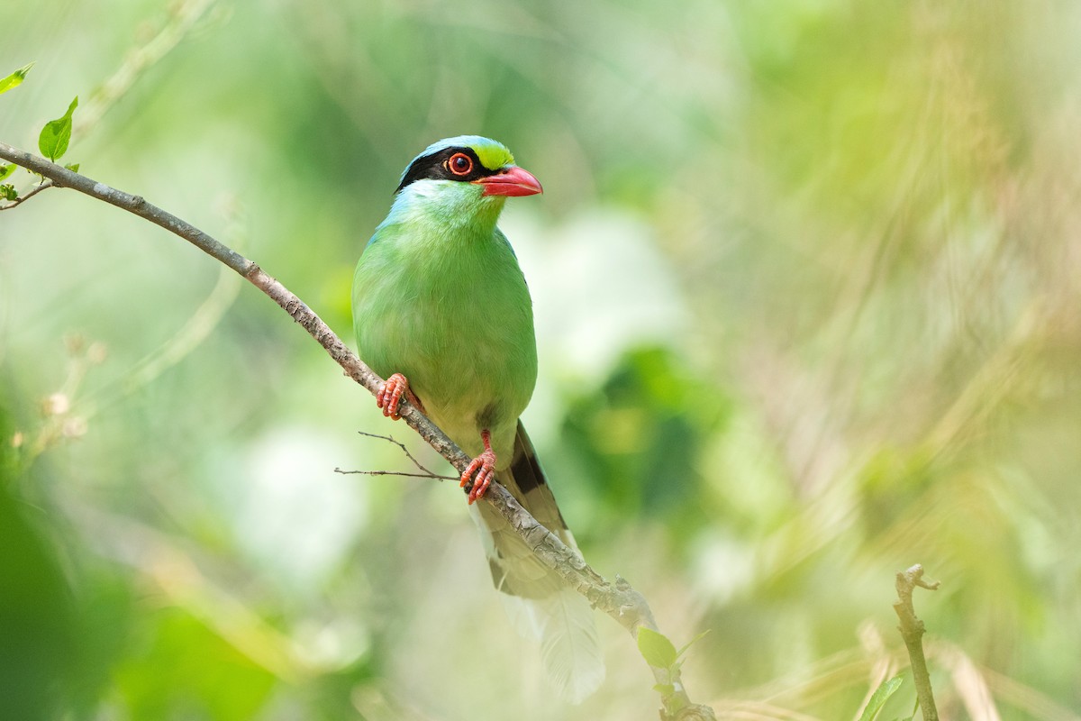 Common Green-Magpie - Prasan Shrestha