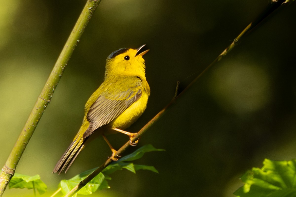 Wilson's Warbler - Glenn Petersen