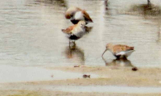 Dunlin - Adeline Louie