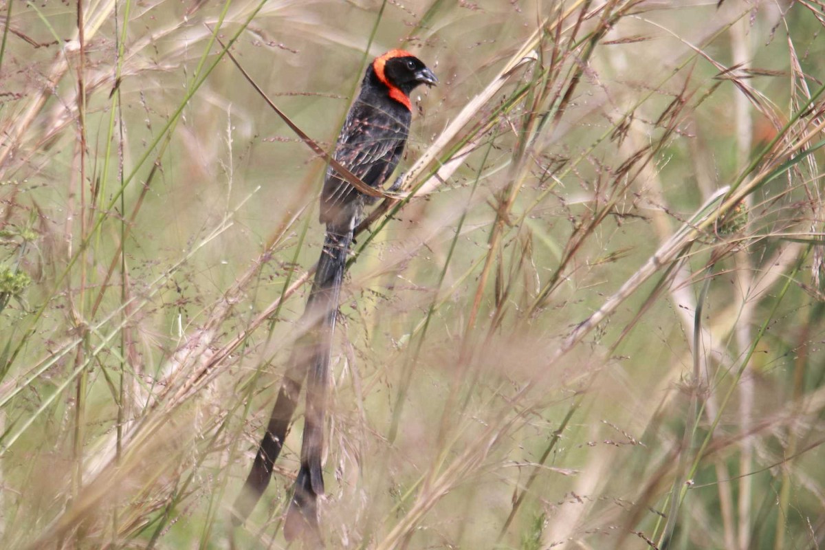 Red-cowled Widowbird - James Apolloh ~Freelance Tour Guide