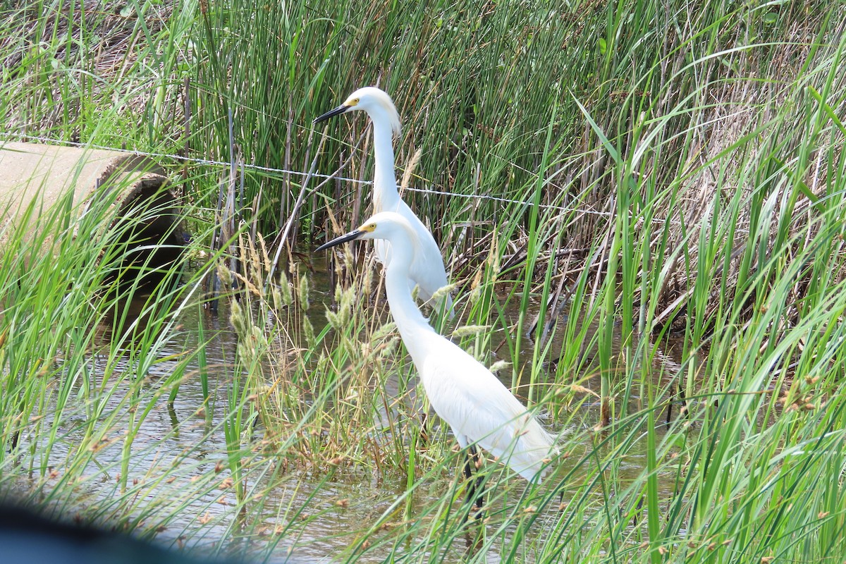 Snowy Egret - David Brinkman