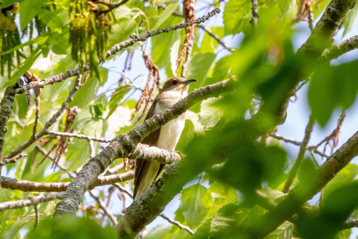 Black-billed Cuckoo - ML619428322