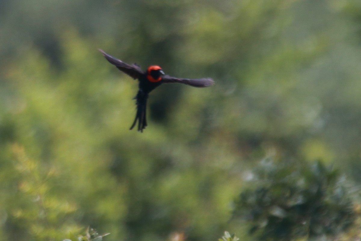 Red-cowled Widowbird - James Apolloh ~Freelance Tour Guide