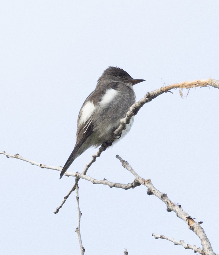 Olive-sided Flycatcher - David Barton