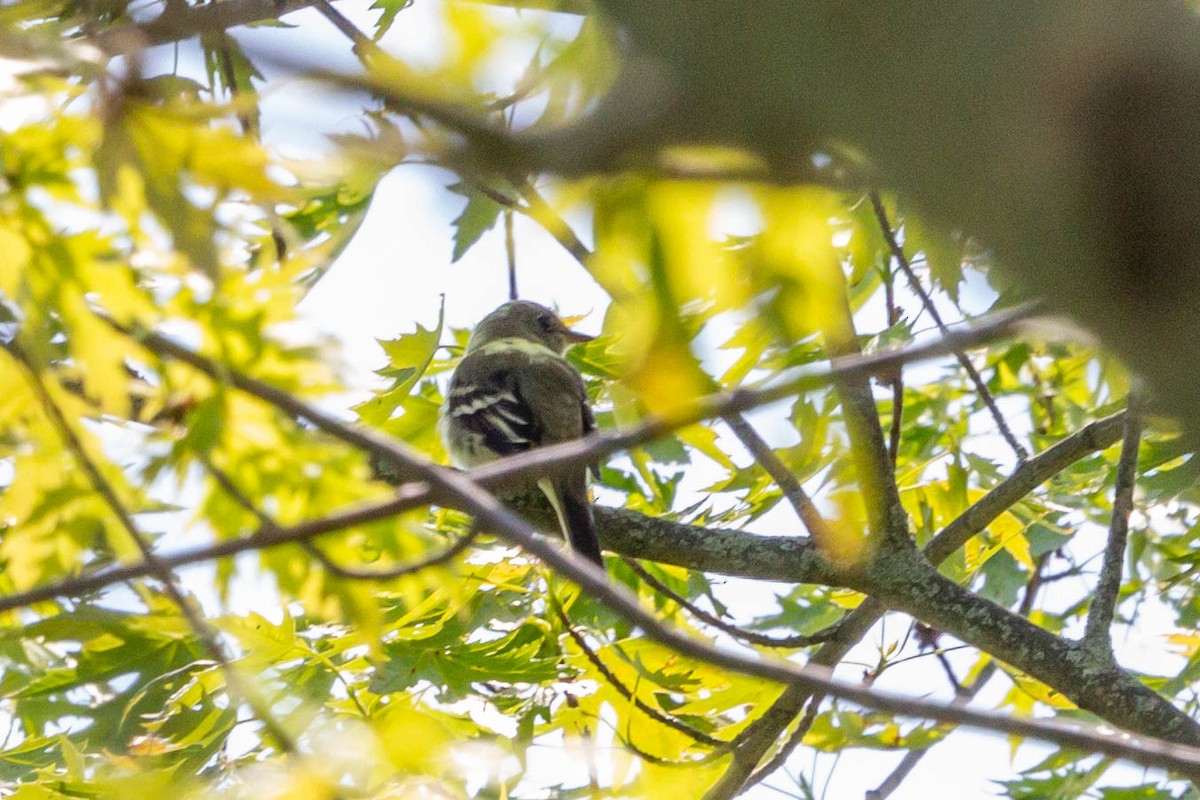 Alder Flycatcher - Meghan  Hatch